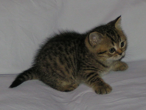 1 девочка браун-тэбби-1