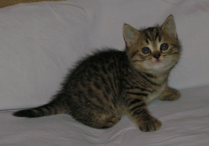 1 девочка браун-тэбби