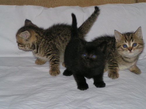 котята 3