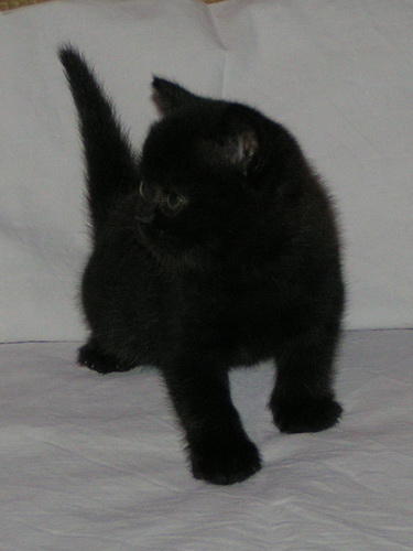 черная девочка