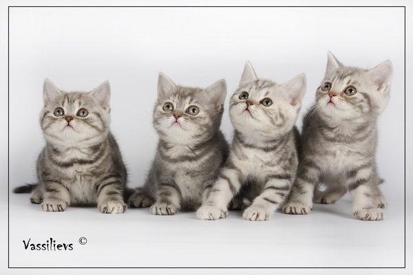 ВанессаФаня