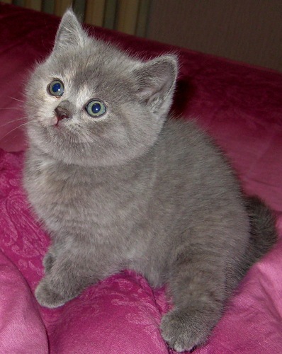 голубокремка голубокремка