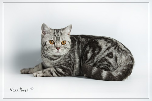 Матти-Лерой