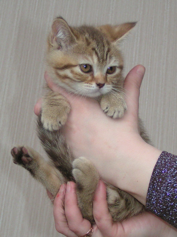 Шоко девочка