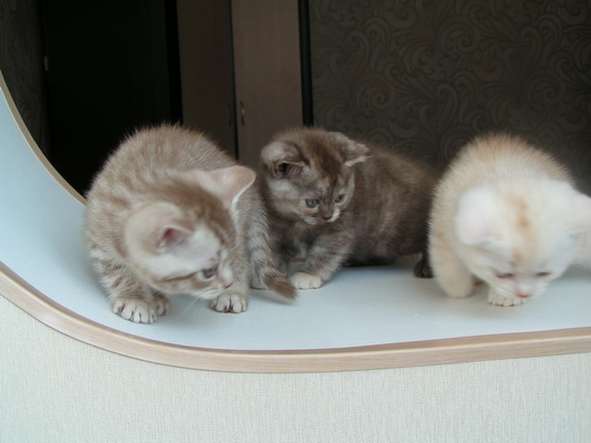 1 дети Кяевина