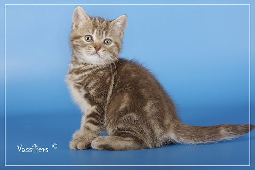 Девочка О---Антонио