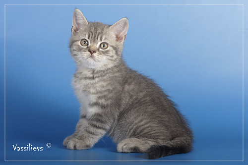 голубое пятно