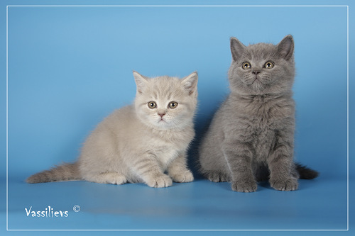 котята Николетты
