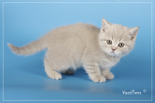 котята Николеты