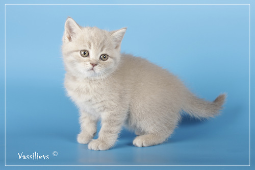 котята Николетты