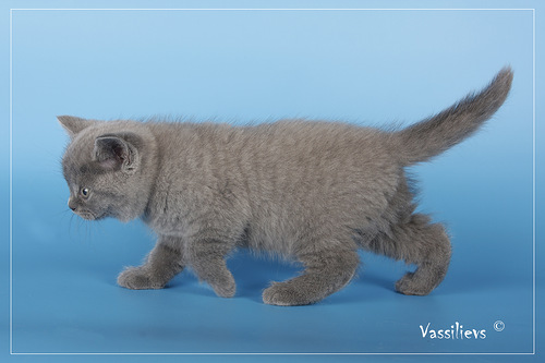 Котята Николетты