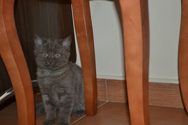 шоко Оксаны