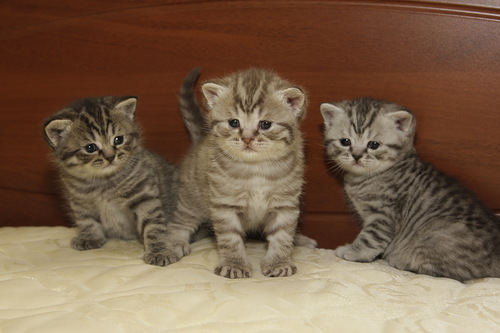 Камиллы 1 помет