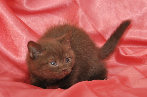 шоко девочка