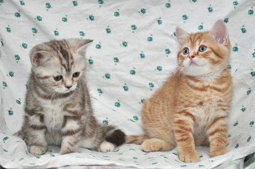 Джулианы и Бена